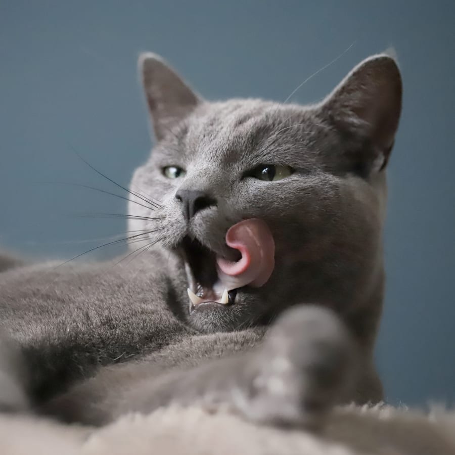 Cat and Dog Dentistry at Perry Vet