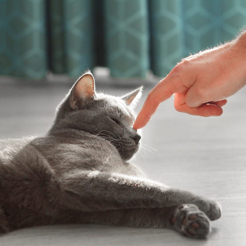 Cat Checkup in Perry