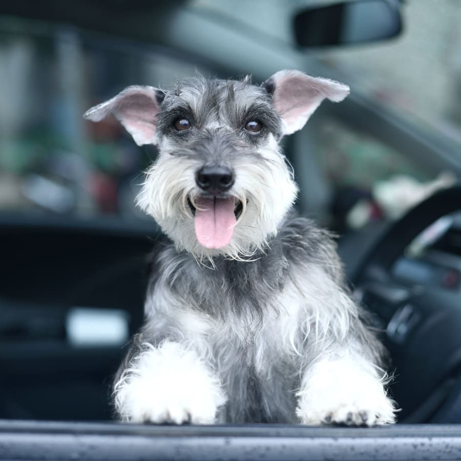 internal medicine vet in Perry, GA