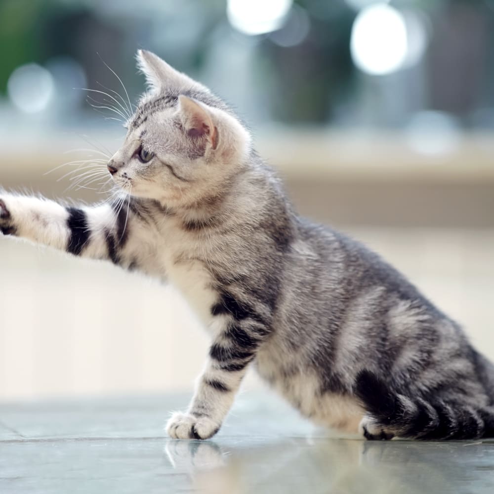 Puppy & Kitten Vet Care in Perry, GA
