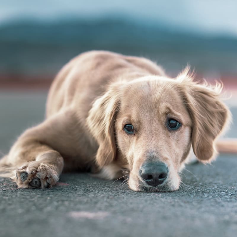 Dog After Having a Pet Vaccination in Perry